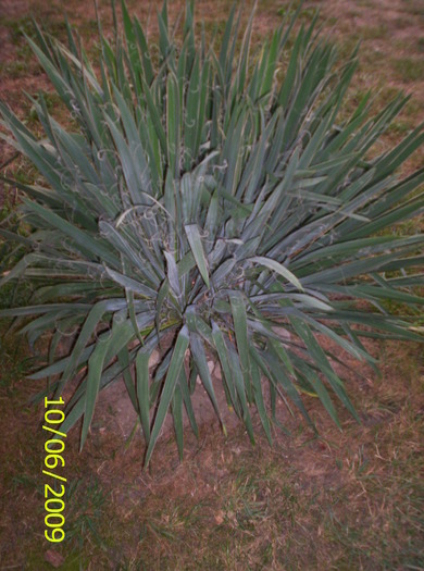 Yucca de gradina - F L O R I de tot felul 2009