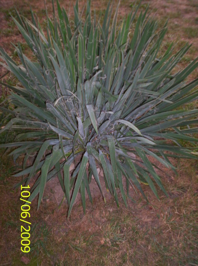 Yucca de gradina; chiar daca floarea a trecut ,tot frumoasa e
