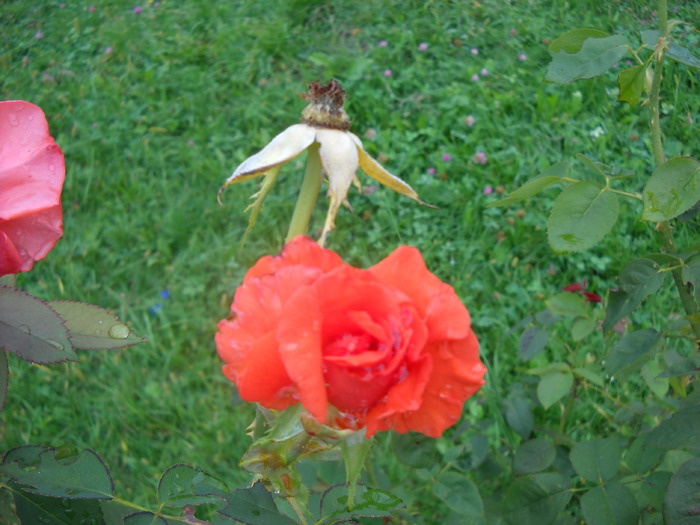 Picture 097; 3.60mb jpeg 1/3/2009 4:21am
