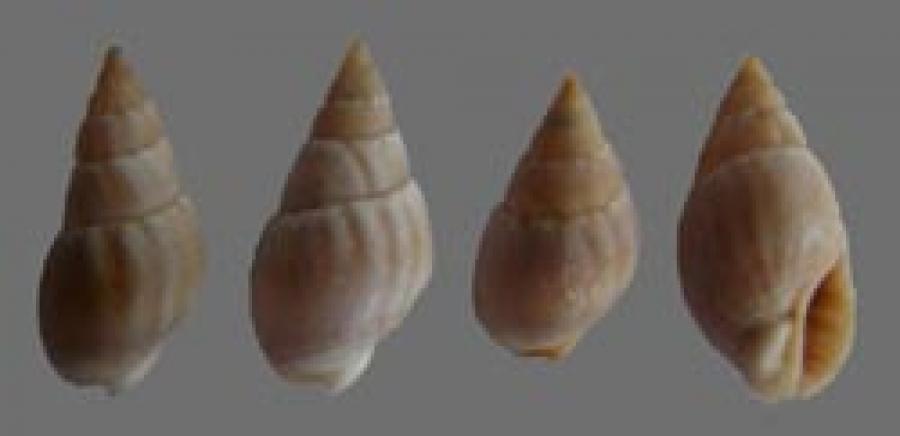 Shell084 - In mare