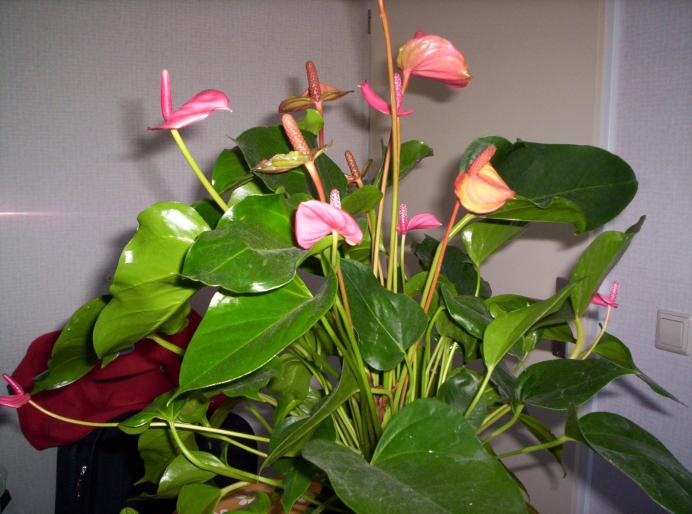 Anthurium 10 sept 2007(1 - diverse plante