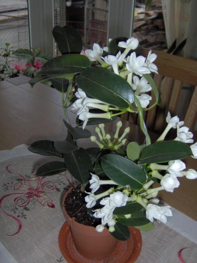 stephanotis - flori diverse