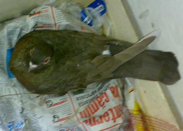 Copy (2) of 25052008448