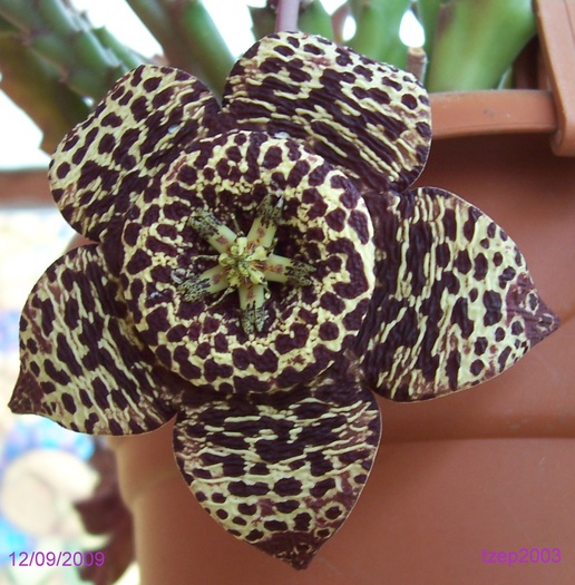 Stapelia variegata, floare