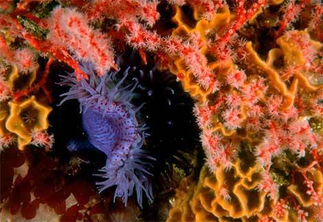 sea-anemone[1] - animale acvatice