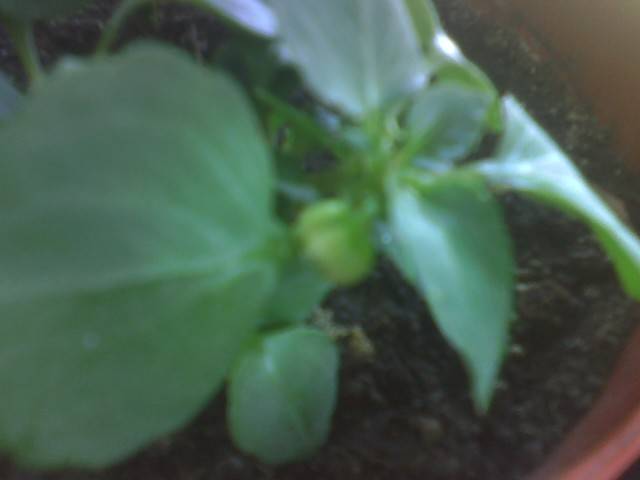 IMG_0661; impatiens Codruta
