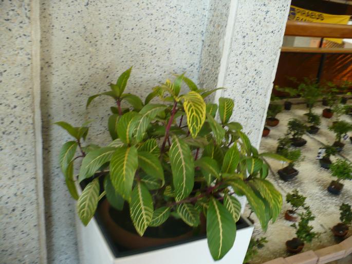 P1010477 - Pitesti 19 aprilie 2008 - II