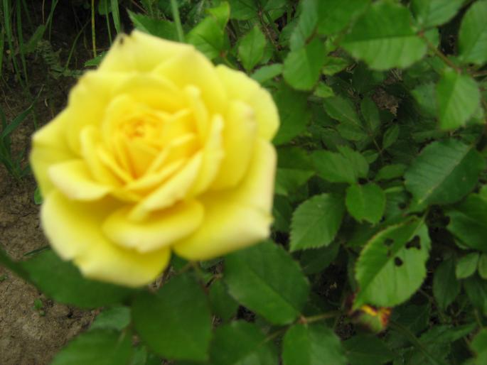Trandafir pitic - flori gradina