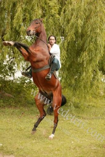 Denis_Stefan_2 - Inima de tigan