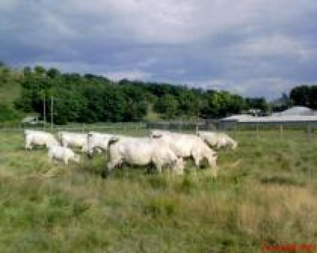 MRGOIGHOZDIPWEWMQDA - ROMANIA-FERME-VACI -VITEI-TAURASI