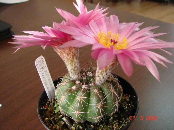 Notocactus uebelmannianus (3)