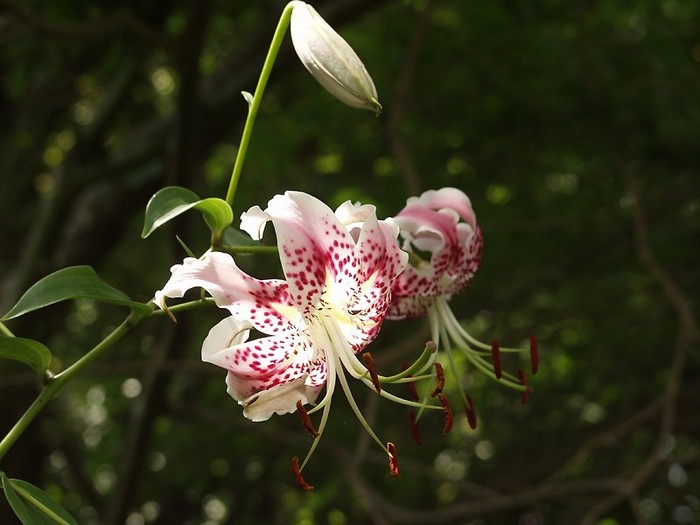 Lilium_speciosum