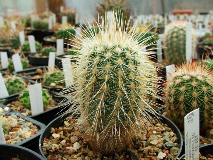 echinocereus_russanthus_neocapillus_sb_1039_brewster_co