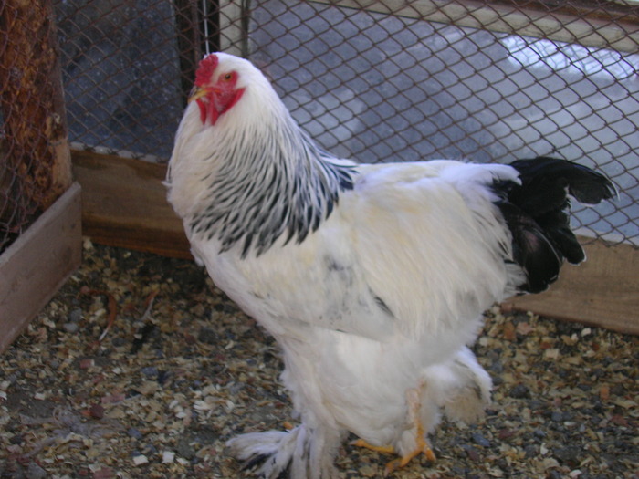SANY0812 - Brahma herminat deschis