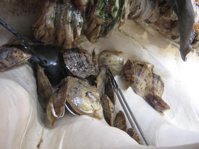 Tenerife 12 aug 2006 Armenime - Tenerife Pearl17 - Tenerife 2006