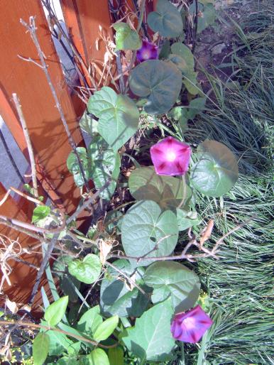 zorele. - Plantele mele de terasa si exterior