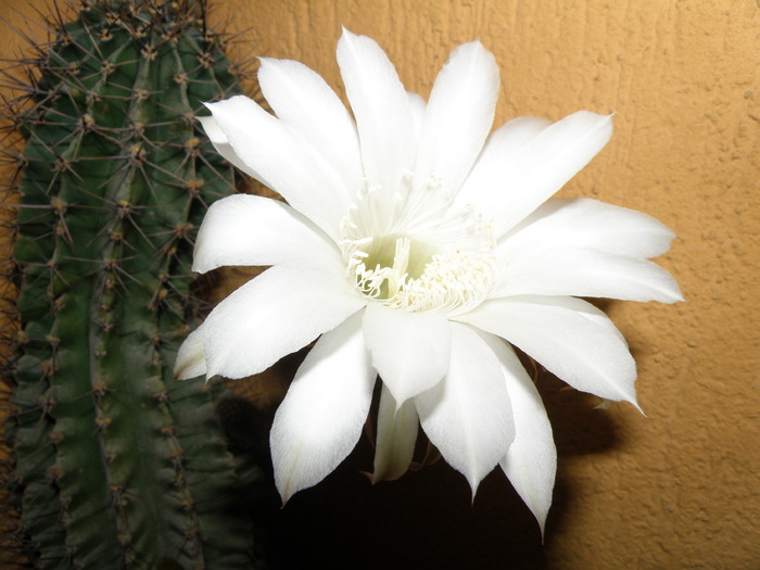 Picture 006 - cactusi