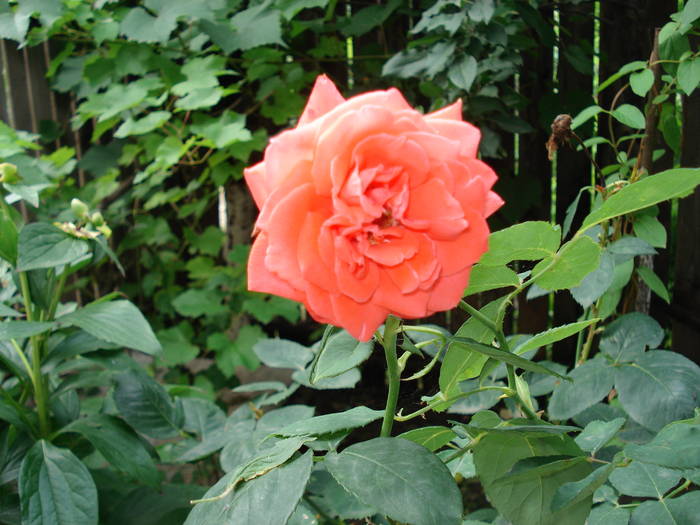 DSC09364