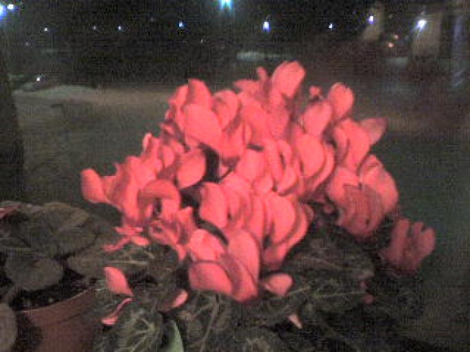 CYCLAMEN; cyclamen
