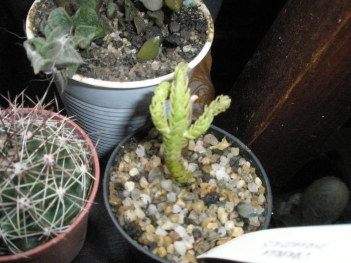 Crassula piramidalis - daca rezista - cactusi la iernat 2008-2009