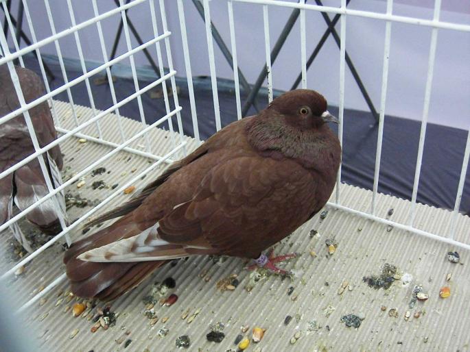 rosutgv da 4 - 1502 partea 3