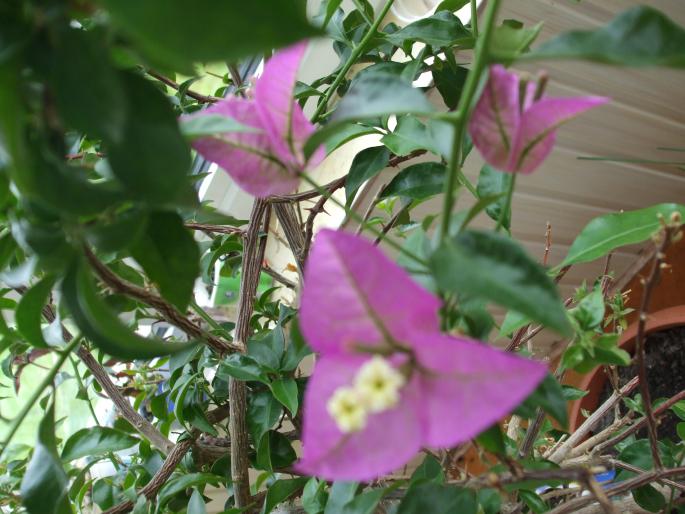 bougainvillea - Flori