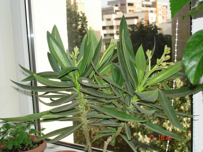 Leandrurosu alaturi de menta in ghiveci;  leandrul cumparat de curand de la florarie bobocul pare roz barut
