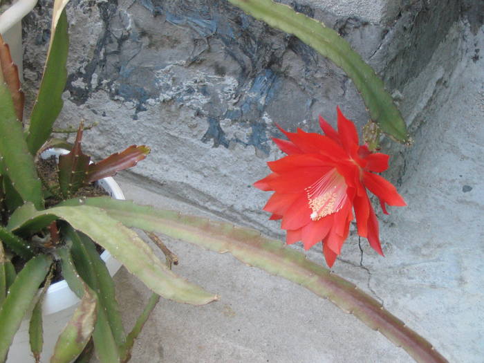 Epiphyllum ackermannii - Iunie 2008 - Cactusi