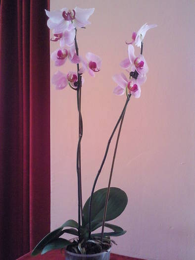 phale 2009; phale de la expo aprilie 2009
