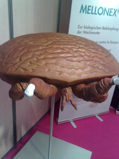 un varooa bun de dus in spate - ApiMondia