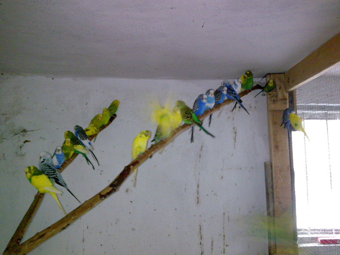 Imagine057 - DECEMBRIE 2009