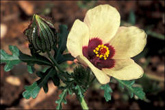 hibiscus[1]