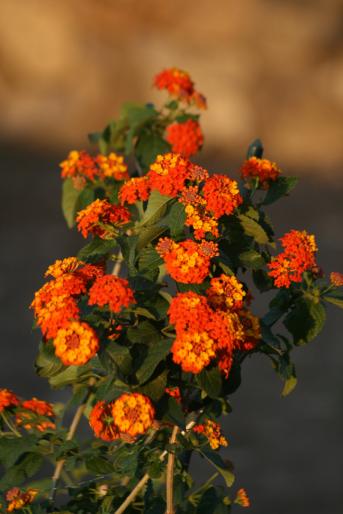 lantana camara - plante 2008