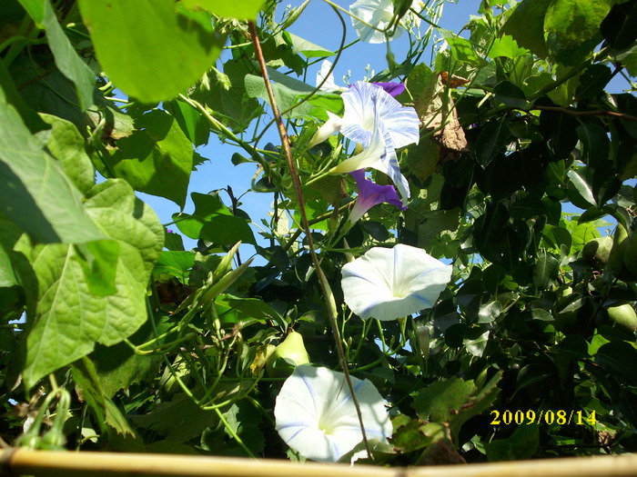 DSCI1075 - flori din gradina mea