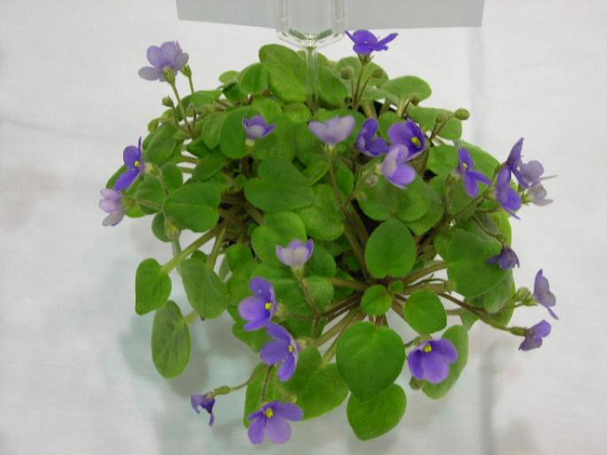 Tiny_Wood_Trail_2005avsa - violete de pe net 1