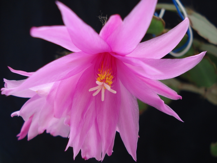 DSC07179 - Cactusi