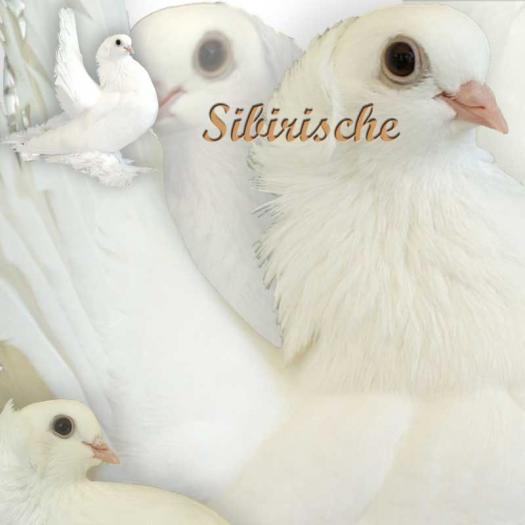 sibirieni