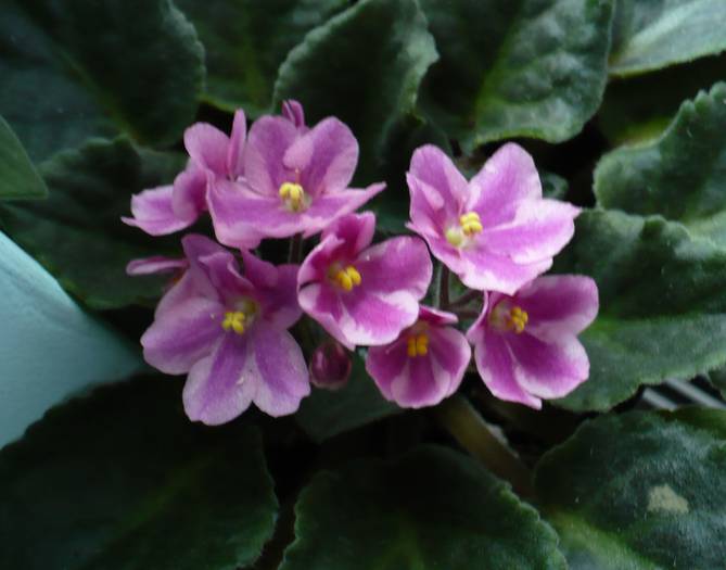 P1140360 - Saintpaulia - violete de camera