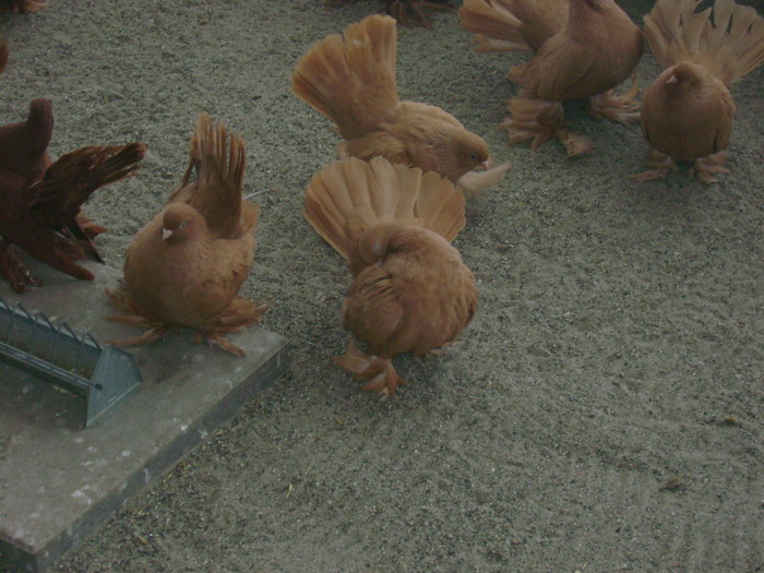 Rostower Positurtummler Silber 048