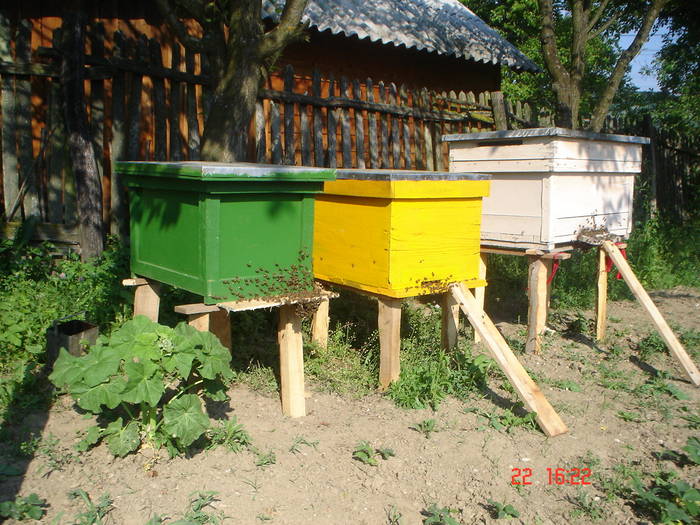 DSC05445 - albinutze  noutati