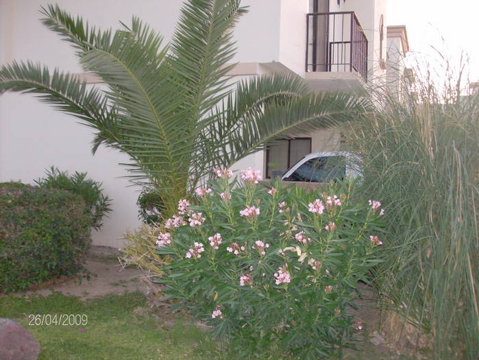 HPIM1413mic; Palmier si leandru roz
