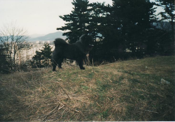 roko-chow-chow negru-brasov2001 - CAINI-DRESAJ-SOCIALIZARE