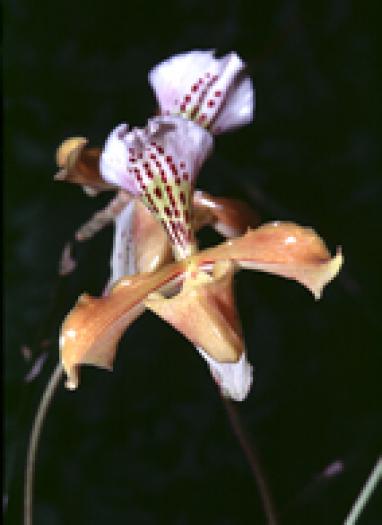 orhidee 2 - Plante din diferite tari
