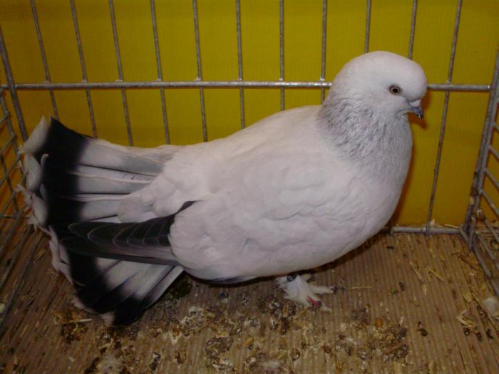 12671 selcuklu 1 - 1505 partea 6