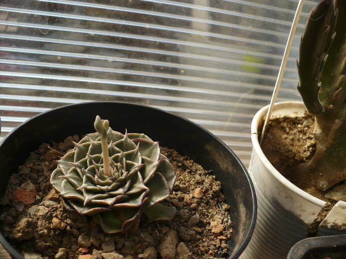 Graptopetalum belum - Cactusi 2009