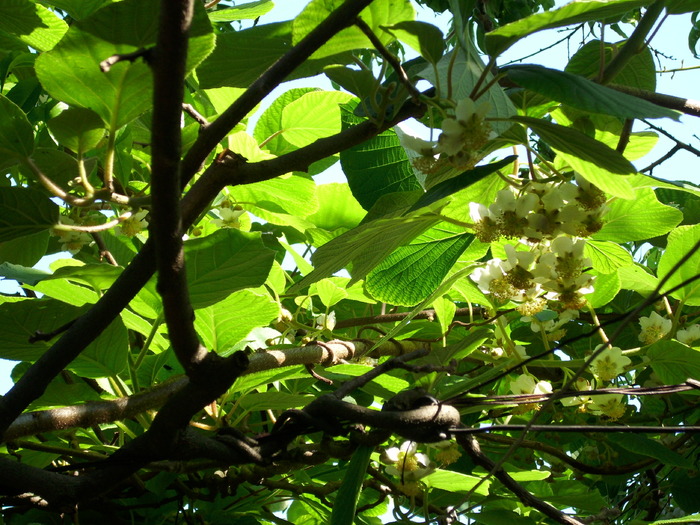 DSCI0963 - flori de kiwi