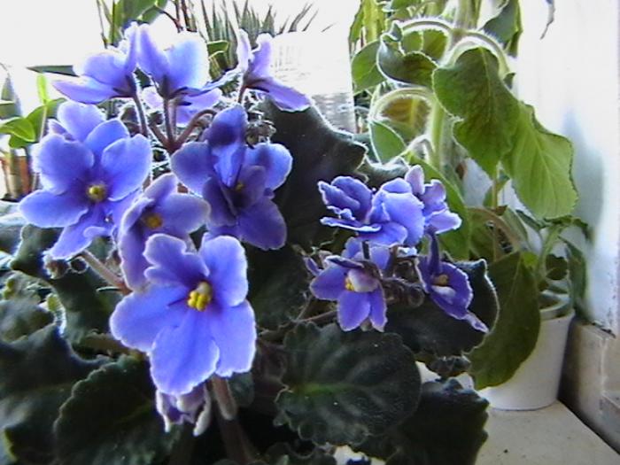 18.11 - violete 2009