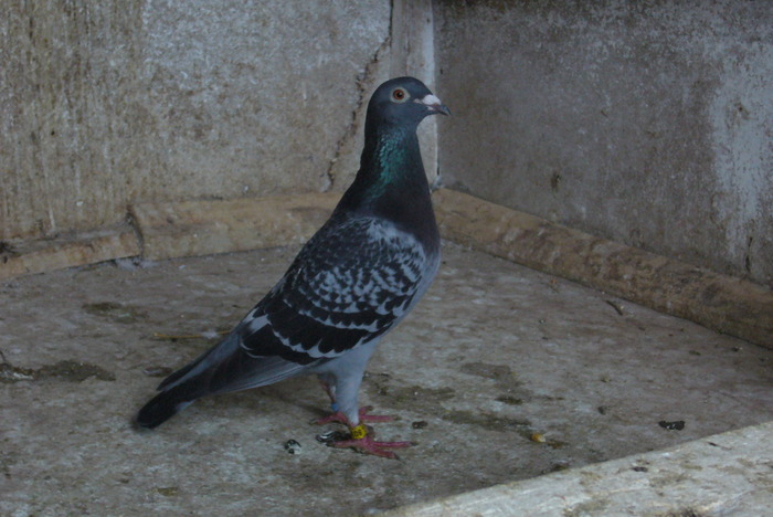 achizitie noua !; achizitie noua !
