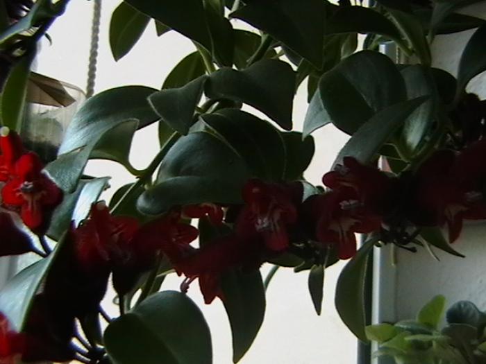 7.01 - aeschinanthus 2009