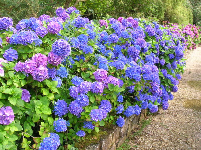 Hortensia_01 - Hortensia